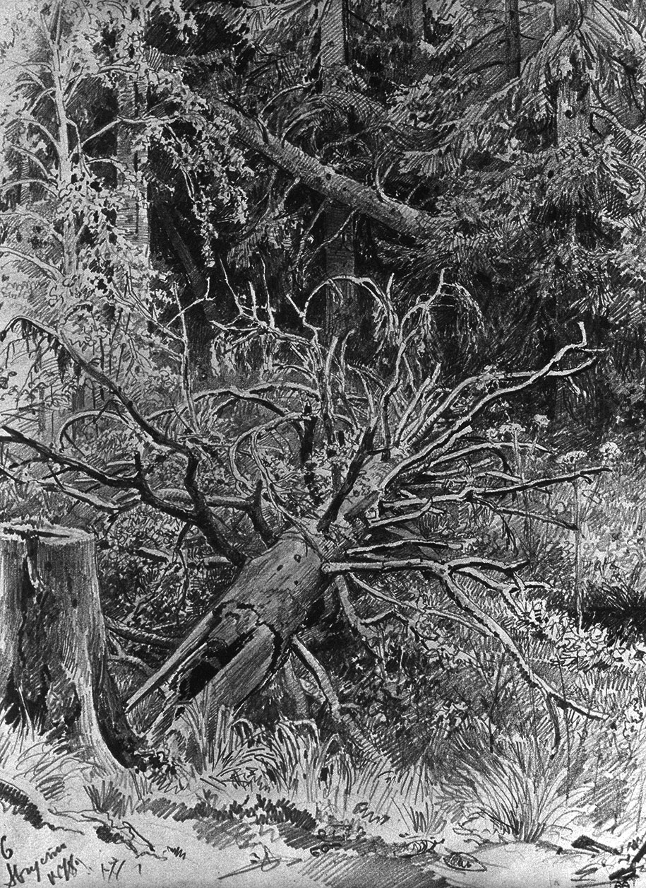 И. И. Шишкин. В лесу. Упавшее дерево. 1878. Б. коричневатая, граф. кар. 32,3x23,4. ГРМ