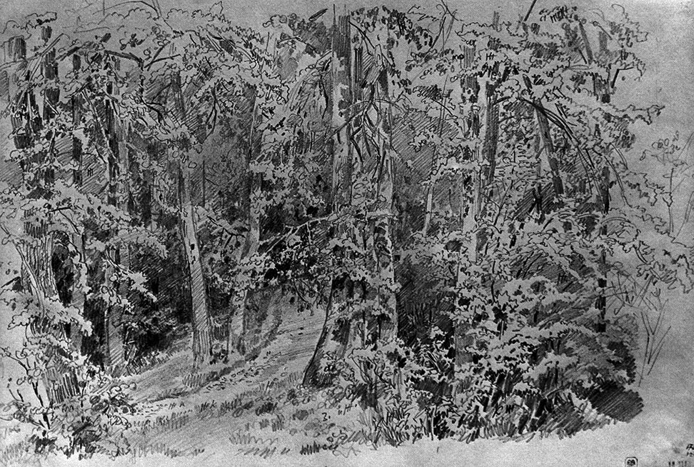 И. И. Шишкин. В лиственном лесу. 1880-е гг. Б., граф. кар. 30,8x45,8. ГРМ