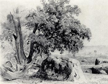 Дуб па берегу Финского залива. Карандаш. 1857. ГРМ