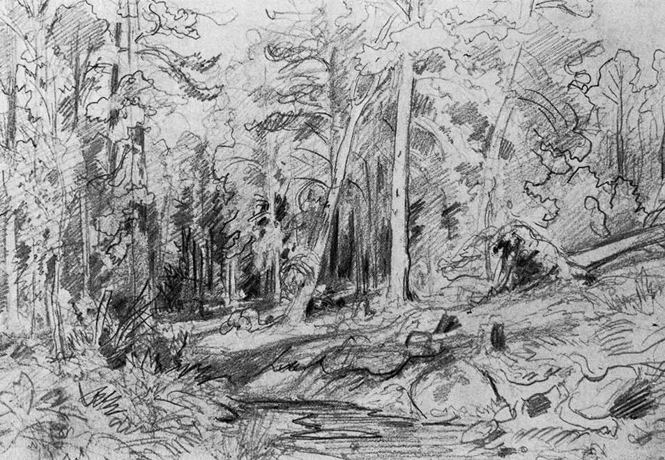 Pine forest. Sketch for the picture Pine Forest in Viatka Province (1872) Lead pencil on paper. 18.1X26.8 cm. The Russian Museum, Leningrad