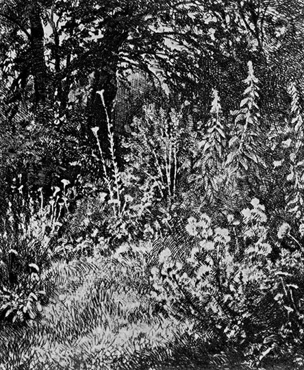 Woodland flowers. 1873 Etching. 9.6X8 cm