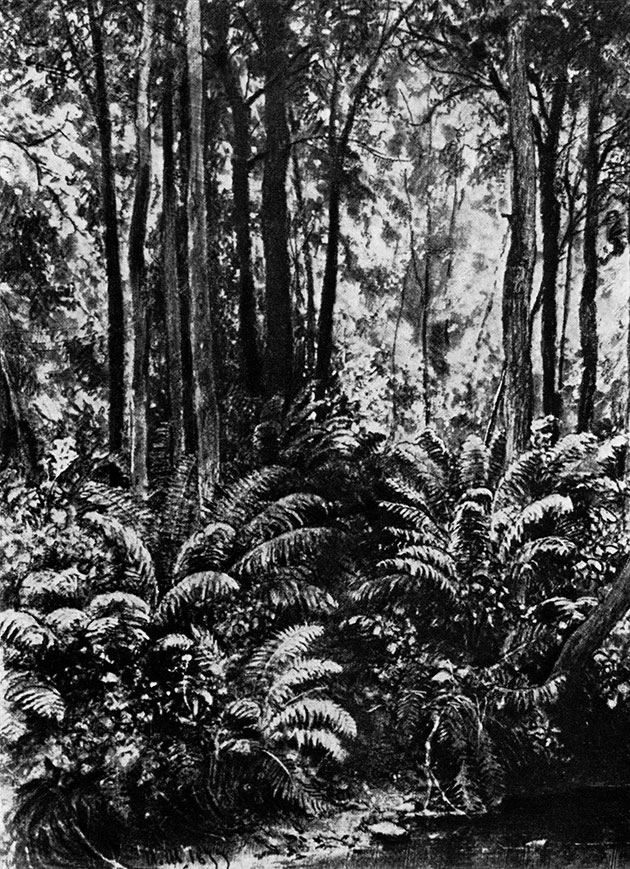 Ferns in the forest. 1877. Black chalk on tinted paper. 28.6X21.2 cm. The Tretyakov Gallery, Moscow