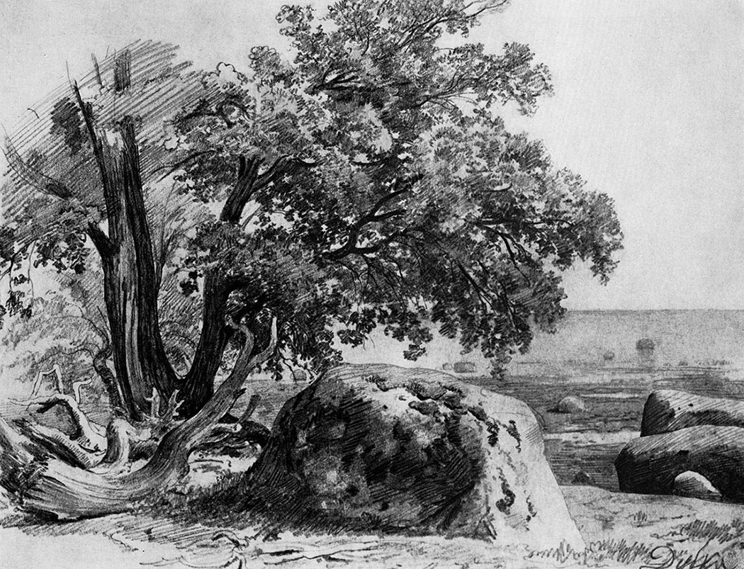 2. Oak-tree on the shore of the Gulf of Finland. 1857. Lead pencil on paper. 23.8X30.7 cm. The Russian Museum, Leningrad