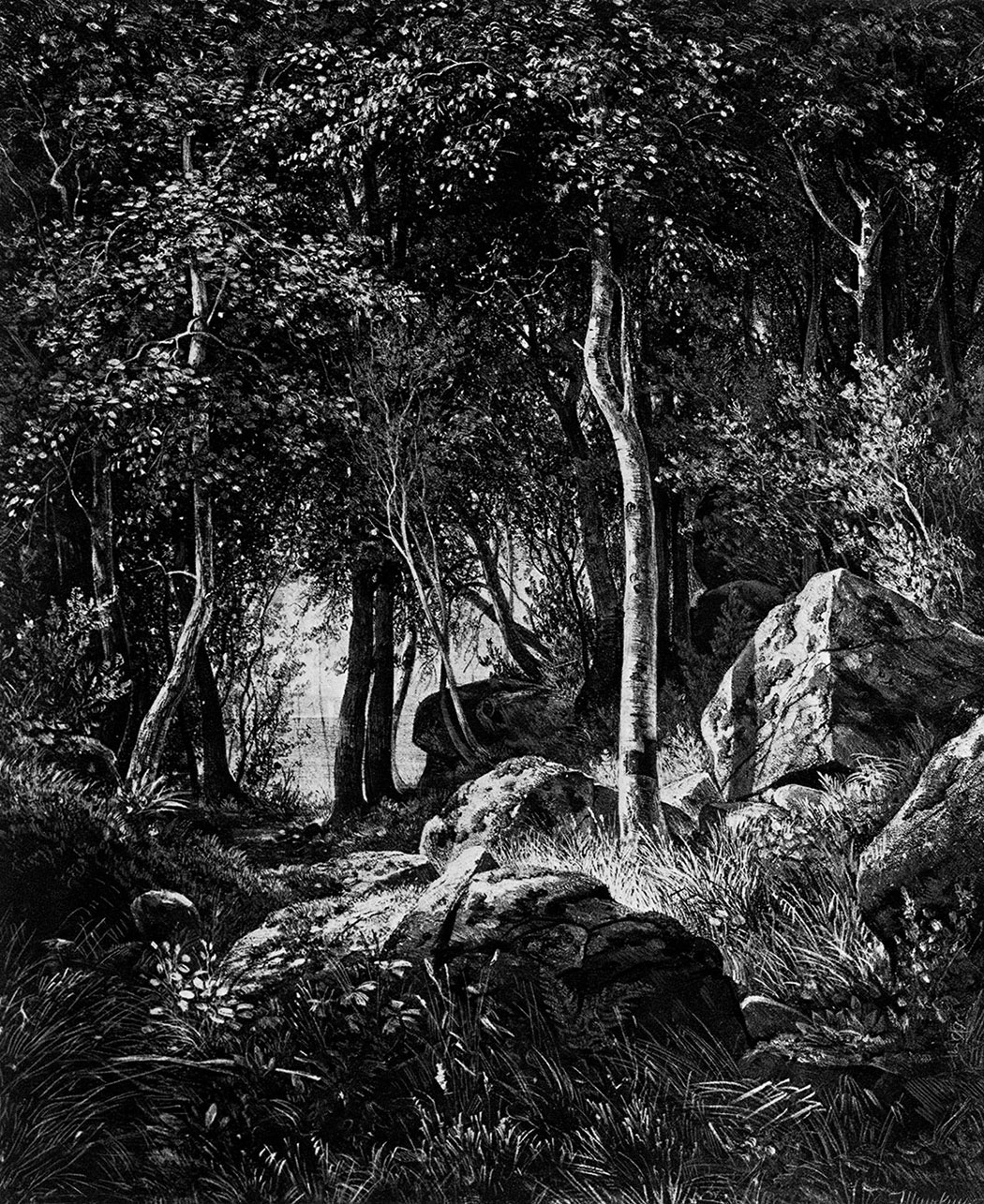 12. Edge of a birch grove. Valaam island. 1859/60. Lithograph. 44.4X37.5 cm