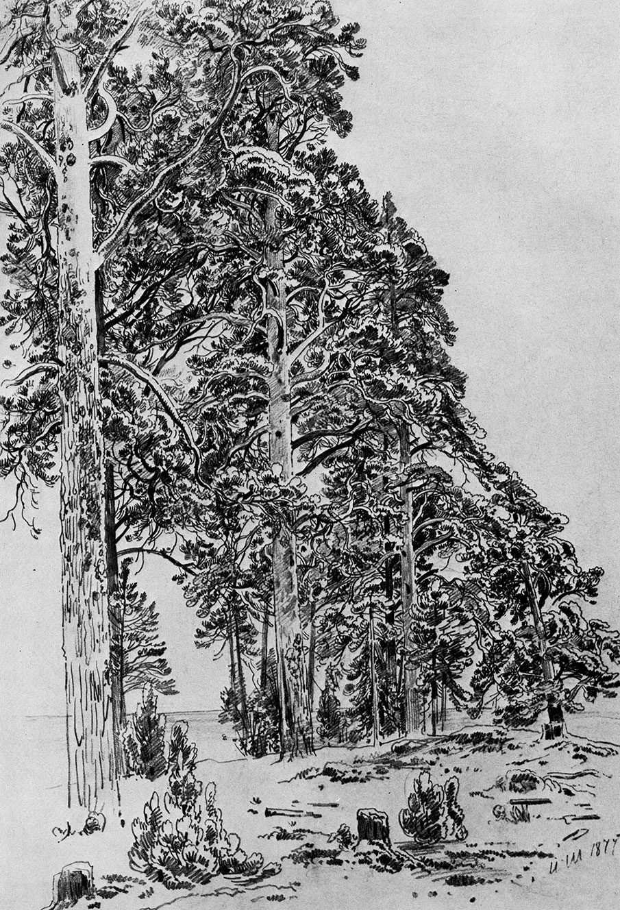 61. Pines on the seashore. 1877. Lead pencil on paper, mounted on cardboard. 58.5X41.1 cm. The Russian Museum, Leningrad