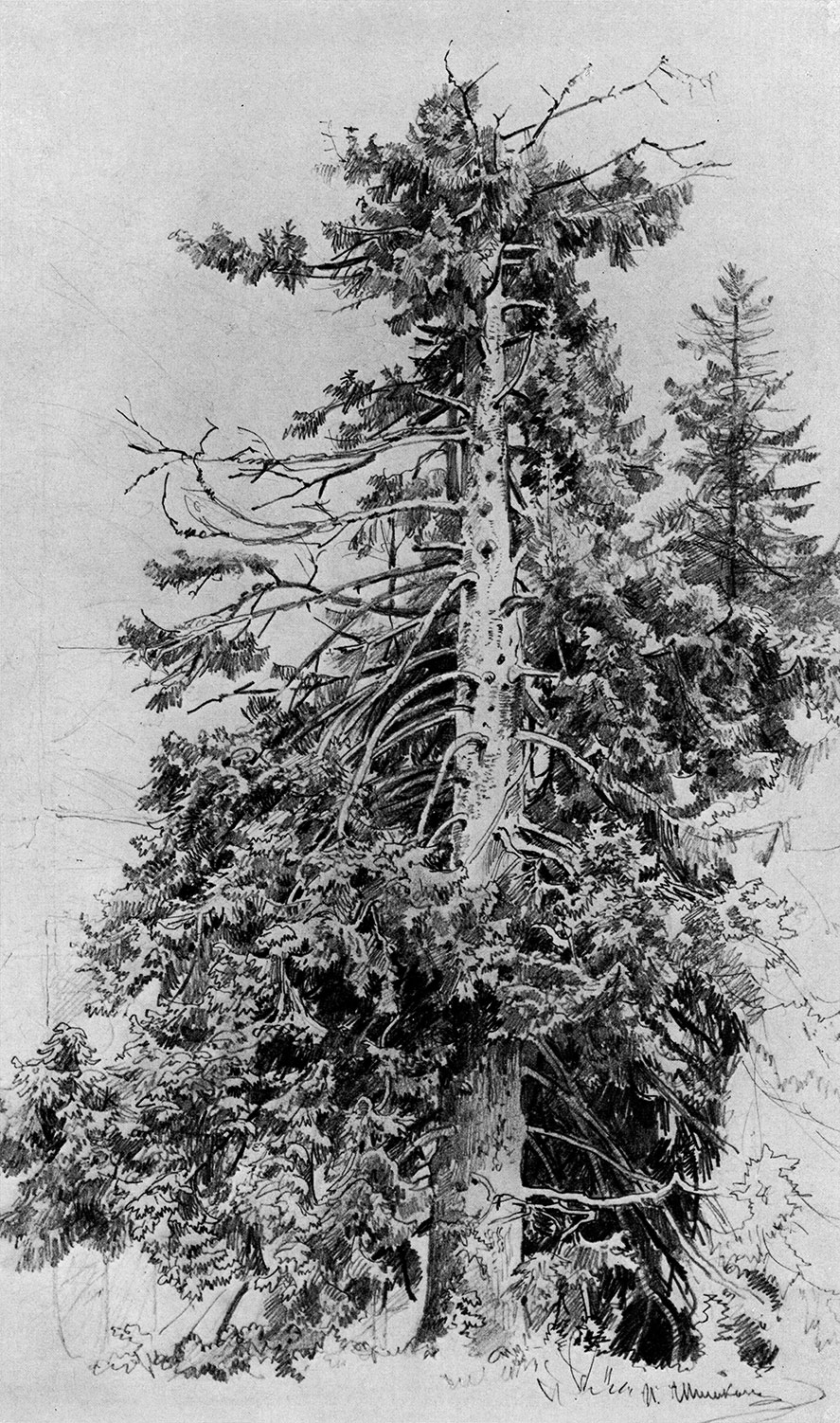 90. Fir-tree. 1870s. Lead pencil on paper. 48.5X30 cm. Museum of the Academy of Arts, Leningrad