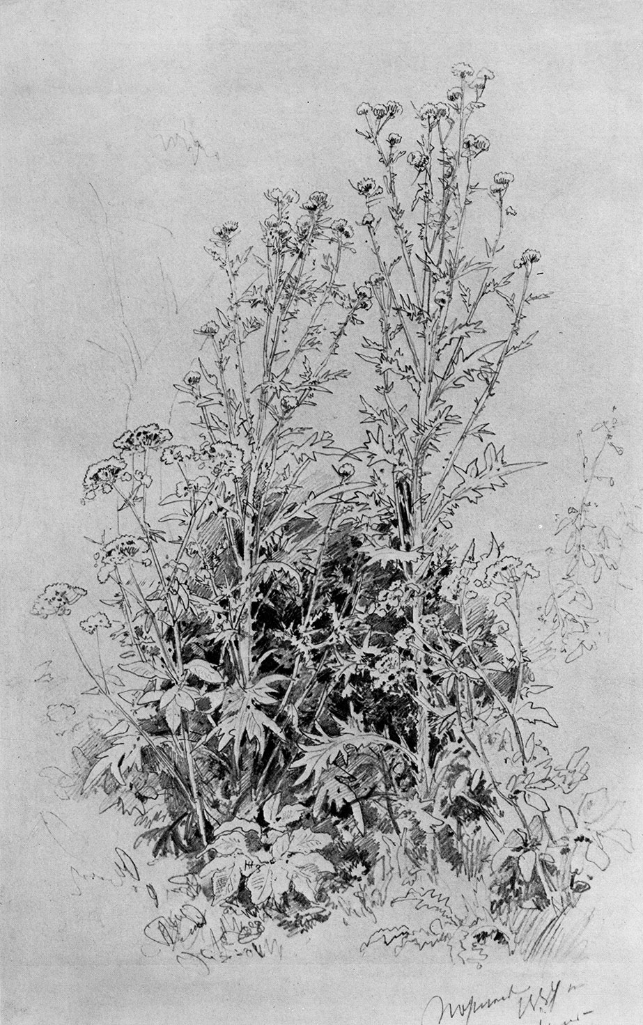 101. Wild flowers. 1884. Lead pencil on paper. 45X29 cm. Museum of the Academy of Arts, Leningrad