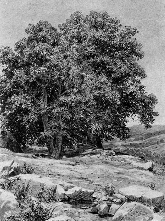 109. Crimean nut-trees. 1884. Charcoal and chalk on tinted paper. 60.4X45.4 cm. The Russian Museum, Leningrad