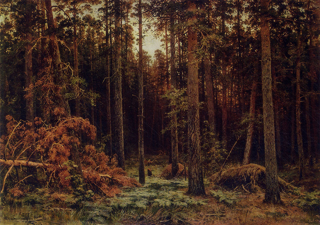 115. Pine forest. 1885. Oil on canvas. 113.5X161 cm. The Russian Museum, Leningrad