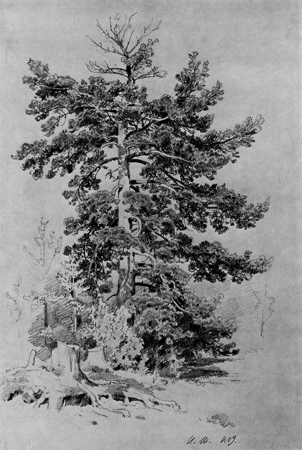 123. Pine-tree. 1889. Lead pencil on paper. 48.3X32.7 cm. The Russian Museum, Leningrad