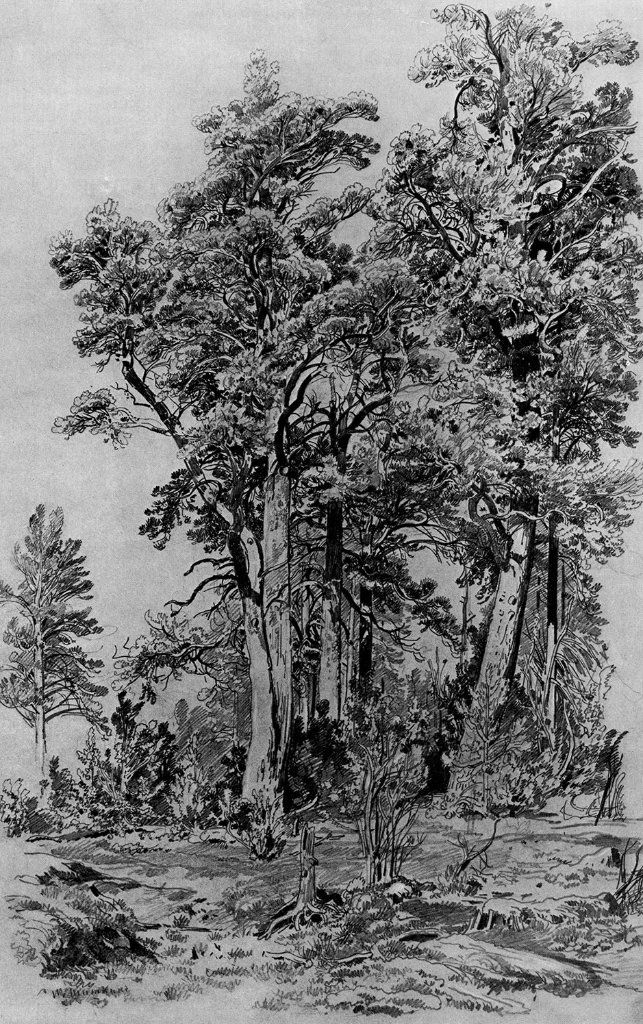 124. Pines. 1889. Lead pencil on paper. 69.1X40.5 cm. (exposed area). The Russian Museum, Leningrad