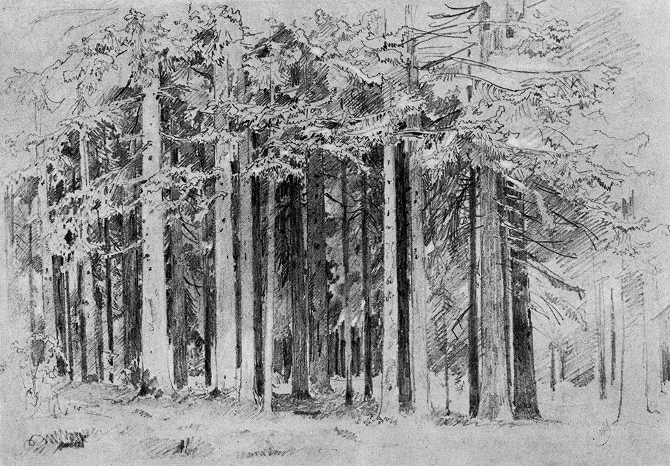126. Fir-tree forest. 1880s. Lead pencil on paper, mounted on cardboard. 32.2X47.3 cm. The Russian Museum, Leningrad