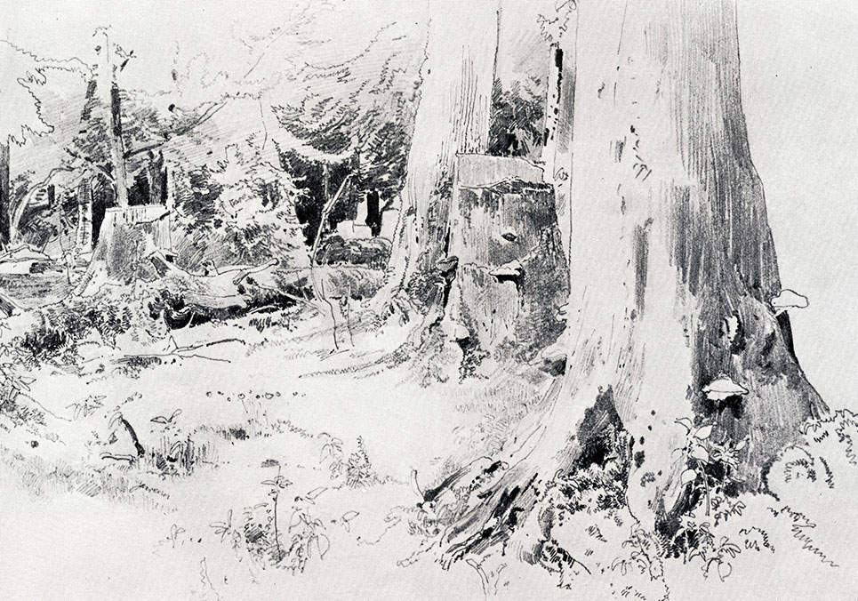 127. Cut-down forest. 1880s. Lead pencil on paper. 22.4X32.1 cm. The Russian Museum, Leningrad