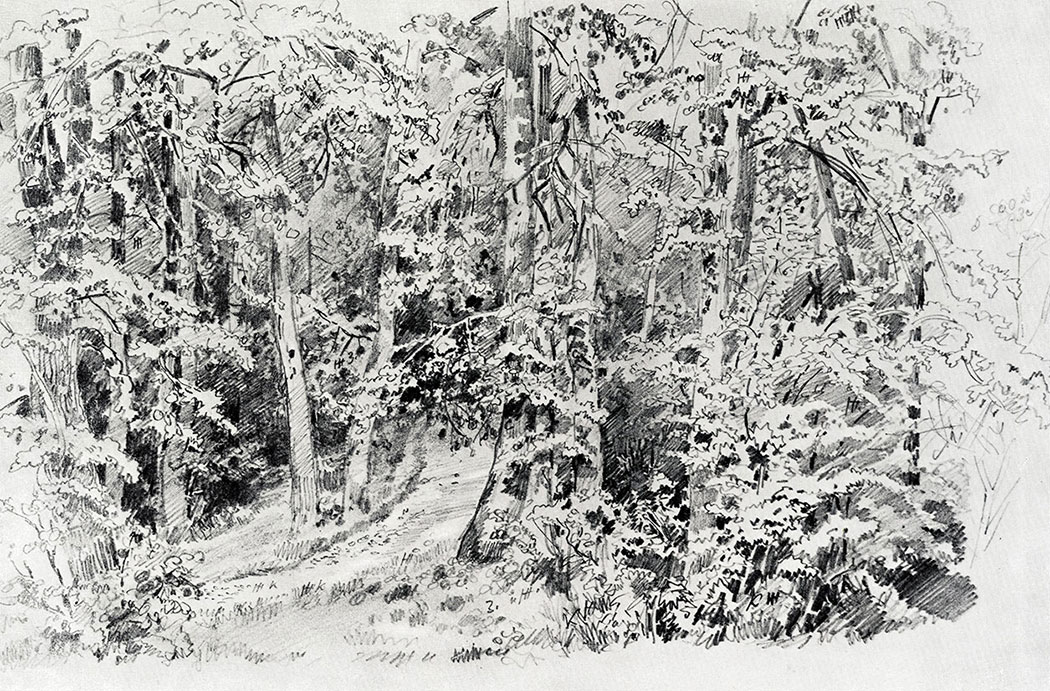 129. Deciduous forest. 1880s. Lead pencil on paper. 30.8X45.8 cm. The Russian Museum, Leningrad