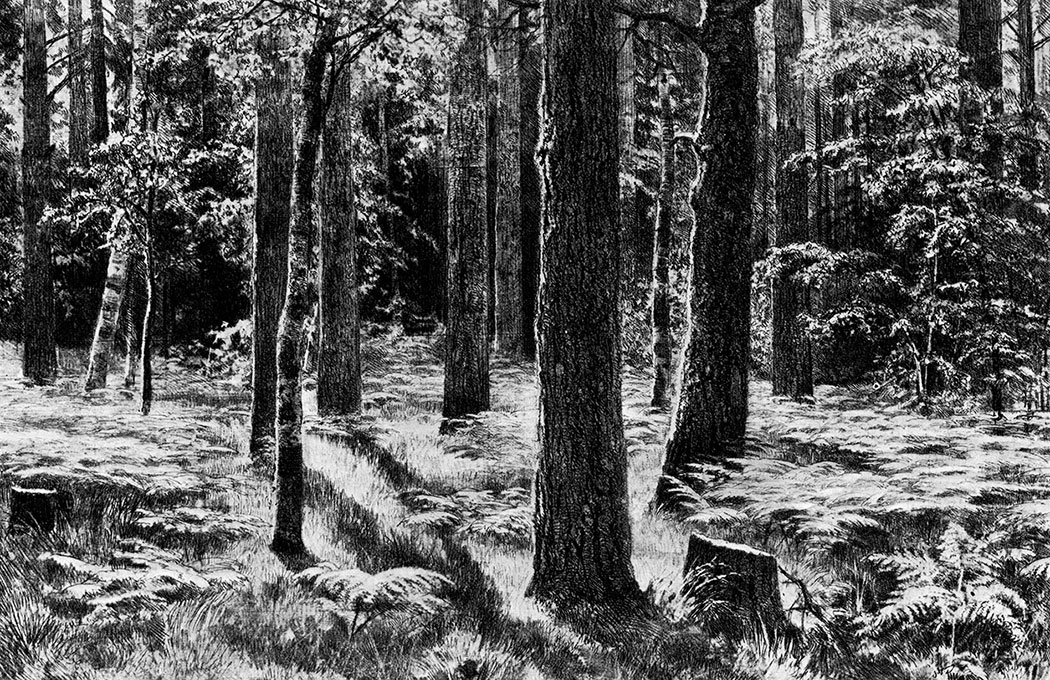 145. Ferns. 1886. Etching, soft ground. 20X30.2 cm