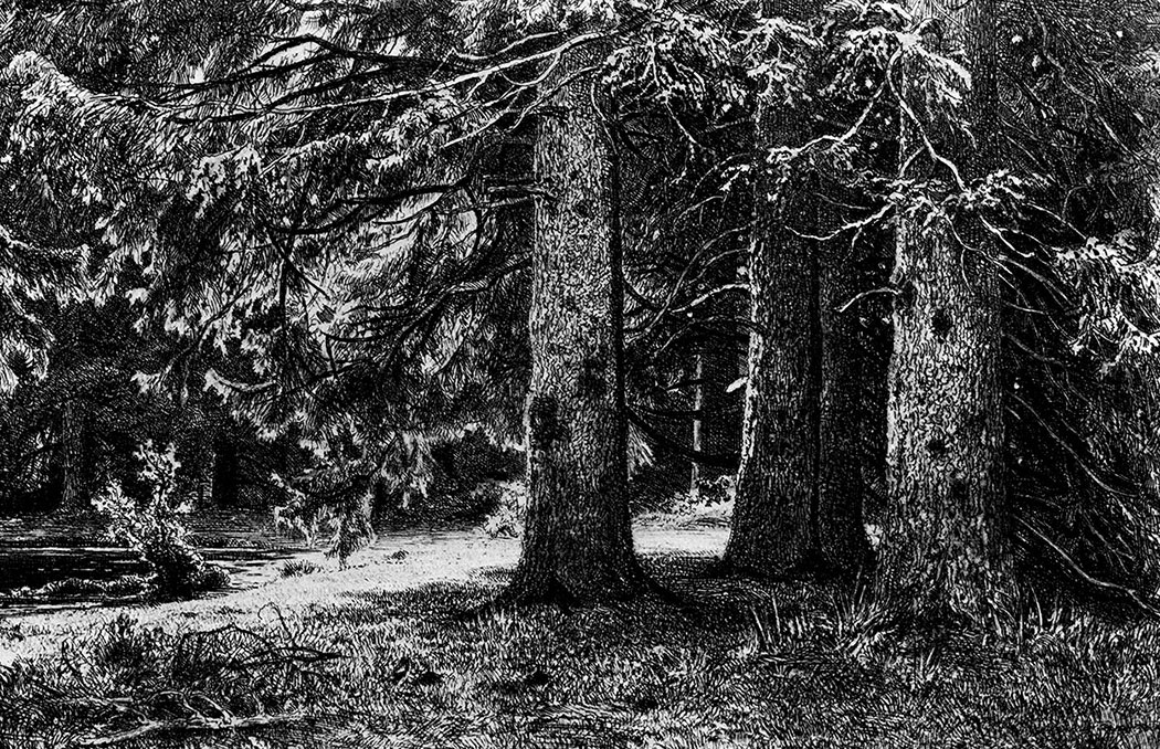 146. Fir-trees in the shuvalov park. 1886. Etching, soft ground. 20.1X30.2 cm