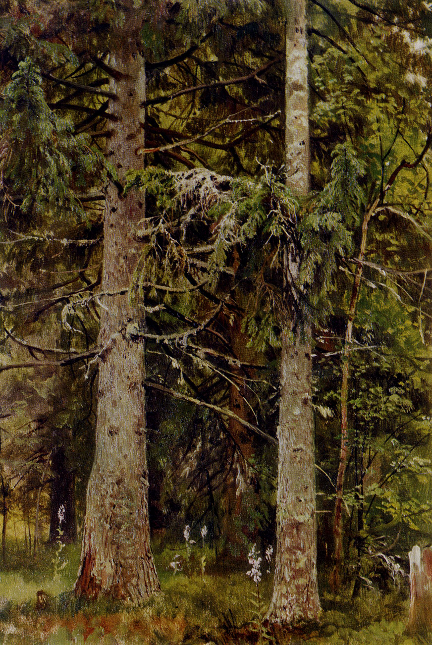 151. Fir-tree forest. Study. 1889/90. Oil on canvas. 55X40 cm. The Tretyakov Gallery, Moscow