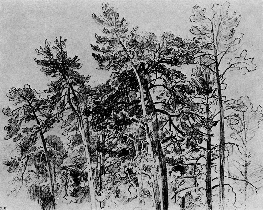 189. The tops of the pines. 1890s. Lead pencil on paper. 32.7X41.8 cm. The Tretyakov Gallery, Moscow
