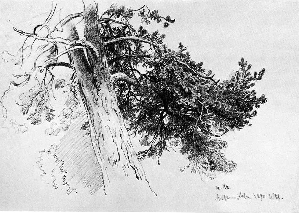 190. Part of a pine-tree trunk. Meri-Hovi. 1890. Lead pencil on paper. 33X48 cm. Museum of the Academy of Arts, Leningrad