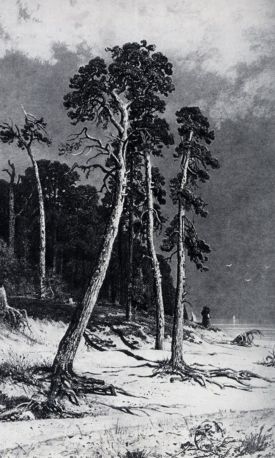 195. Pines. 1885. Etching, aquatint. 32X19.8 cm