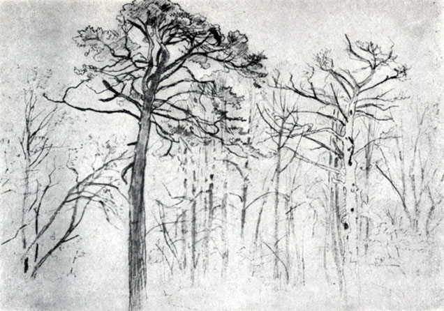 Рис. 22. Вершины сосен. Рисунок графитным карандашом. 1890-е годы. Гос. Третьяковская галлерея